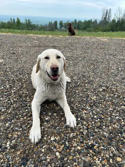 CKC yellow lab, View more