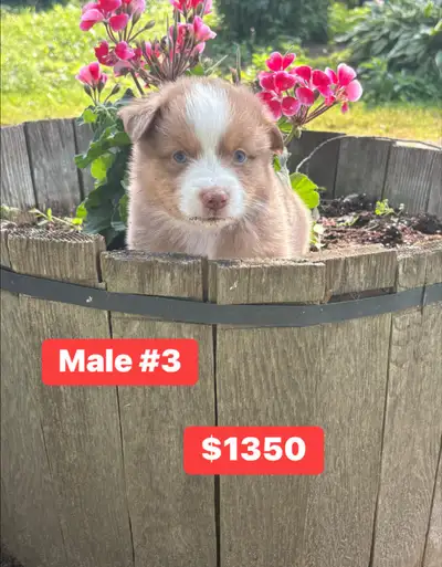miniature Australian shepherds , View more