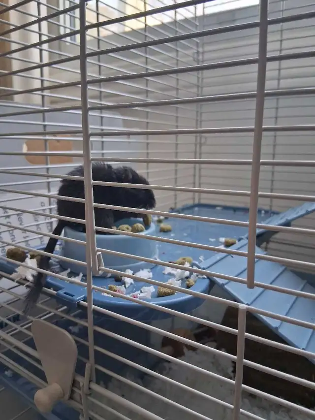 2 Female Gerbils in Small Animals for Rehoming in Ottawa - Image 4