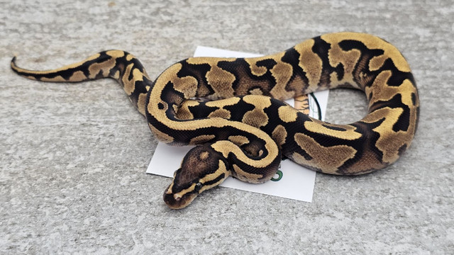2023 Male Fire Yellow Belly 50% het Clown in Reptiles & Amphibians for Rehoming in Markham / York Region - Image 3
