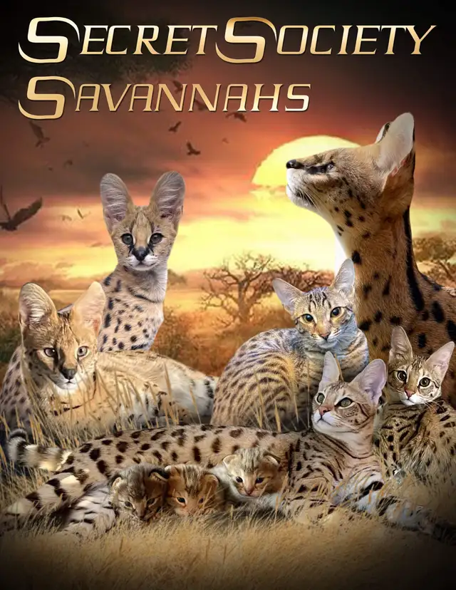 Serval Kittens Available !  in Cats & Kittens for Rehoming in City of Montréal - Image 8
