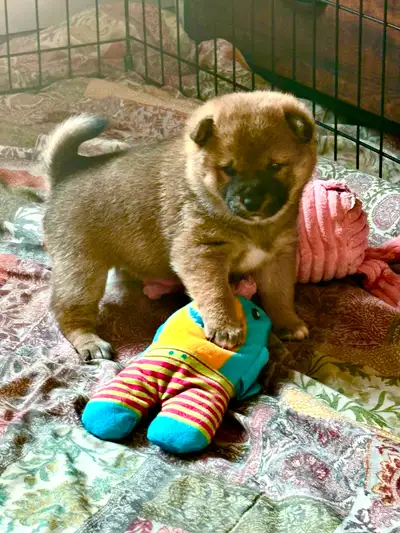  Purebred Shiba Inu Puppies, View more