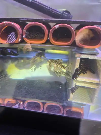 L236 plecos , View more