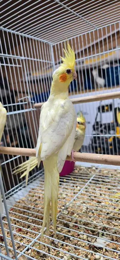 Hanf tamed baby cockatiels bird, View more