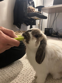 Neutered Bunny For Rehoming