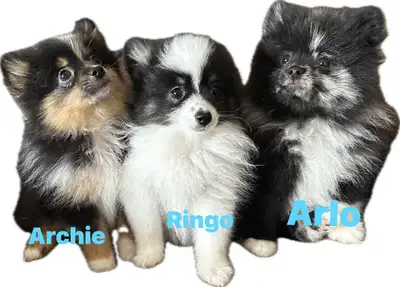 Pomeranian, View more