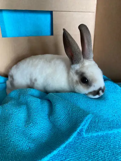  bébé lapin, mini Rex , View more