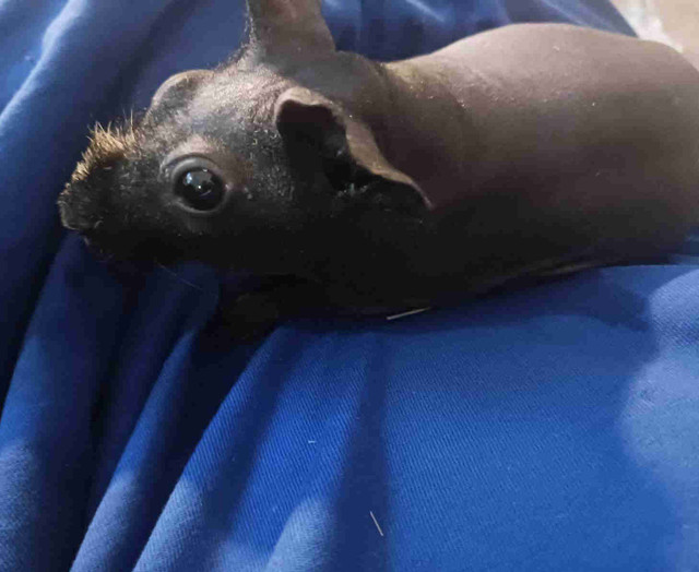 Male 2.5 month skinny pig flat black colored  in Small Animals for Rehoming in Edmonton
