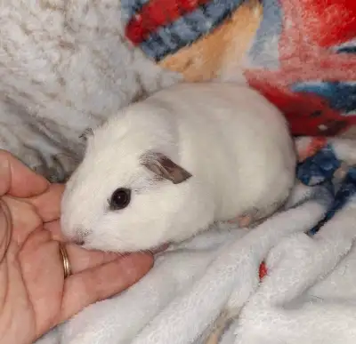Stunning and rare, all white, black eyes, guinea pig, View more