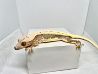 Quality crested geckos from good lineage (RTBs and Juvies)
