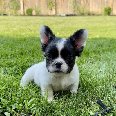 Family Raised CKC French Bulldog Puppies- Healthy & Vet Approved, View more