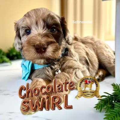 SCHNOODLES  Excellent genetic cleared bloodline, View more