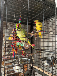 OBO Two Indian ring necks/ rose-ringed parakeet + toys cage food