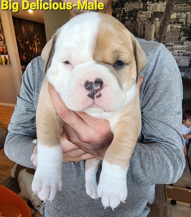 Quality Olde English Bulldog Pups Dogs & Puppies for Rehoming