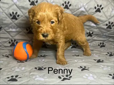 Mini Aussiedoodle Puppies, View more