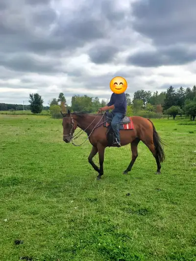 Standardbred Gelding, View more