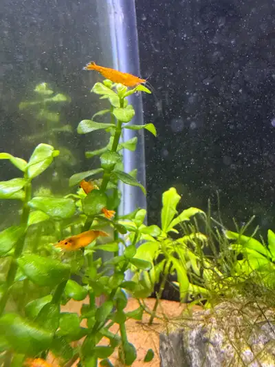 Orange sunkist neocaridina shrimp, View more
