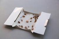 Cockroaches Traps 647-354-2182 Bedbugs Traps Pest Control