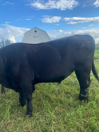 Angus Cross Bull, View more