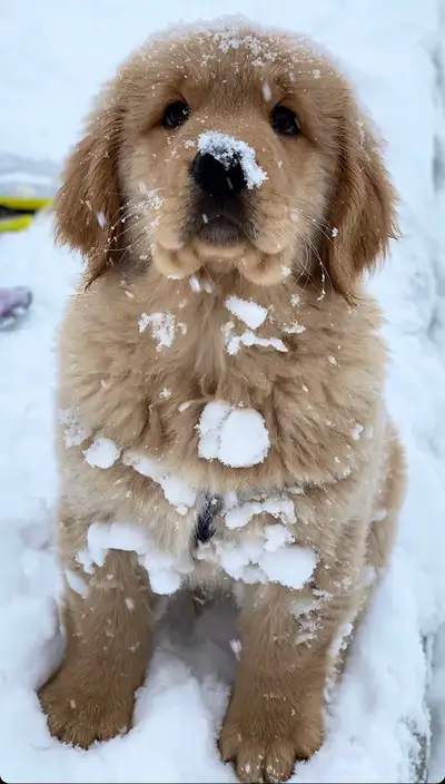 Looking for a loyal and loving companion? One of our golden retriever puppies would be the perfect a...