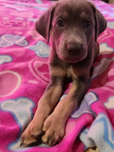 7 Silver Rotweiller/Shepard Mix Puppies, View more