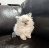 ❤️Chatons himalayen bleu point,vacciné et disponible ❤️