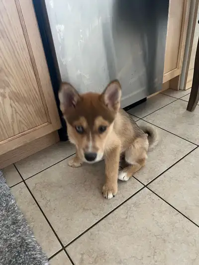 pomsky puppy, View more