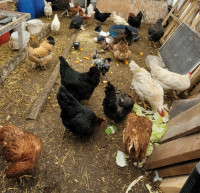 POULES PONDEUSES / LAYING HENS +Bantam