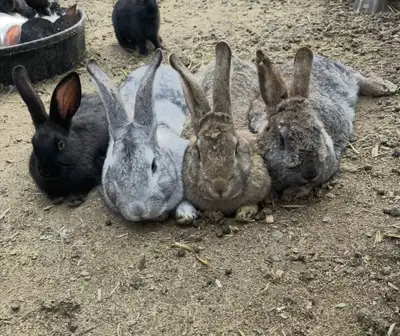 GIANT FLEMING/REX RABBITS FOR SALE, View more