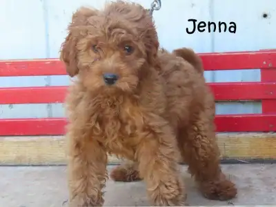 Absolutely stunning mini golden doodle puppies looking for new home Please read the entire ad before...