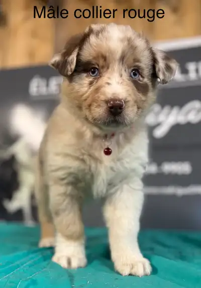 chiots Berger Australien, View more