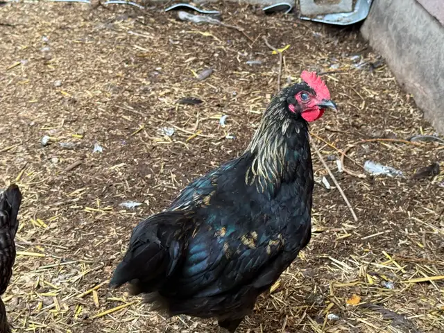 Free. Roosters for sale beautiful 6 months old. in Livestock in Vernon - Image 3