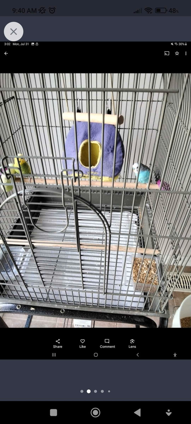 Birdcage with a pair of budgies and food  in Birds for Rehoming in Oakville / Halton Region - Image 2