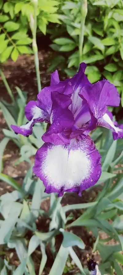 Iris rhizomes , View more