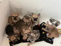 French Bulldog Puppies - 2 Males Left