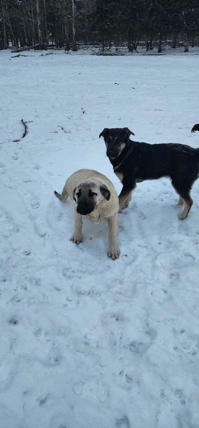 Anatolian Shepherd Kangal puppies. Dad is for sale as well
