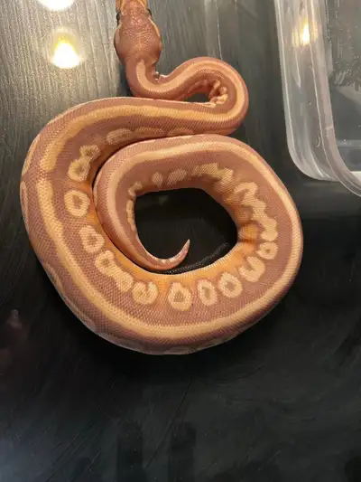 Ball python male eats good set up front open tank lights has a spray system. I need gone 150$