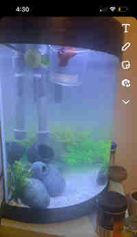 7 gallon tank with fish