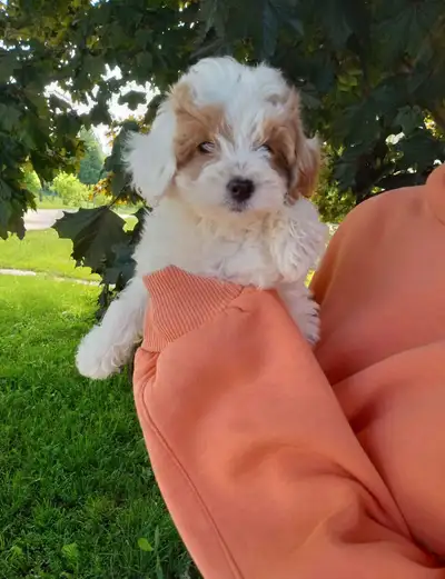 They Will be ready to go when they are 8 weeks old any day starting June 16th already vaccinated and...