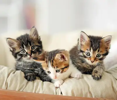 Looking for a kitten under (4 months) in calgary , View more