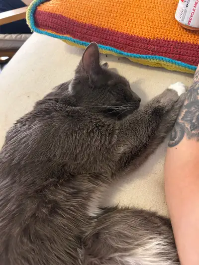 Sweet cuddly cat looking for older couple , View more