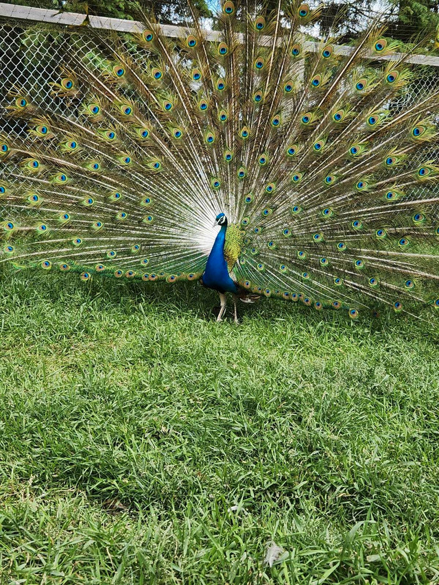 peacock s in Birds for Rehoming in Strathcona County