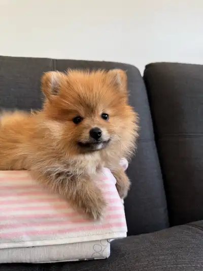 Toy Pure Pomeranian (Female), View more