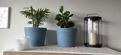 Blue Plant Pots with Live Plants, View more