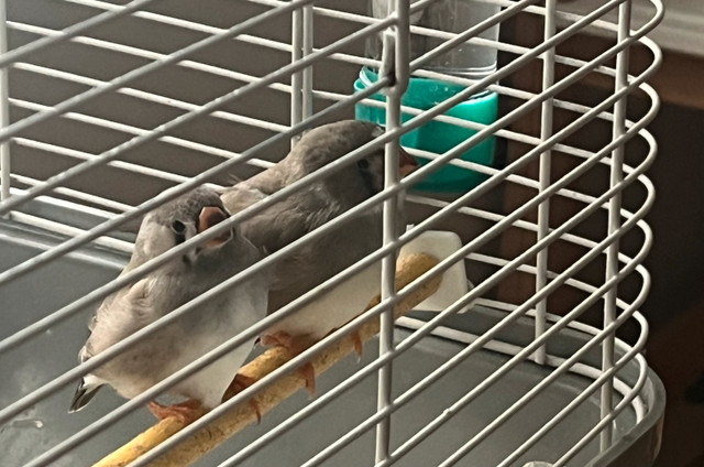 bébés pinsons mandarins dans Oiseaux à adopter  à Saint-Hyacinthe