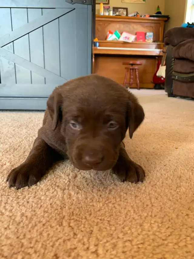 Pure bred lab puppies for sale! in Dogs & Puppies for Rehoming in Sudbury - Image 3