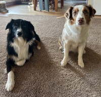 Purebred registered Australian shepherd puppies due May 10th 