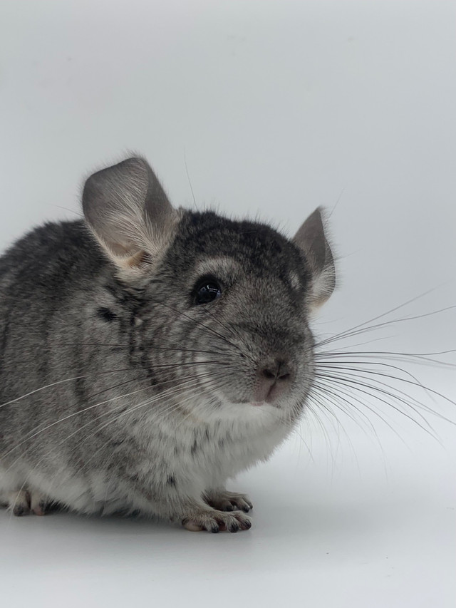 Dark Grey Chinchilla Young Male in Small Animals for Rehoming in Barrie - Image 4