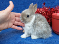 Bébé lapin nain néerlandais mâle* Netherland dwarf baby bunny