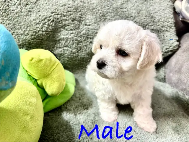Maltese puppies in Dogs & Puppies for Rehoming in Winnipeg - Image 3